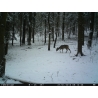 ForestCam LS-870