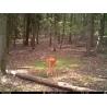 ForestCam LS-870